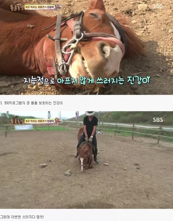 189c5be0903427b71e03ceda52e72d2b787dc4d51d1379568961c2e2.jpg [펌] 역대급 엄살