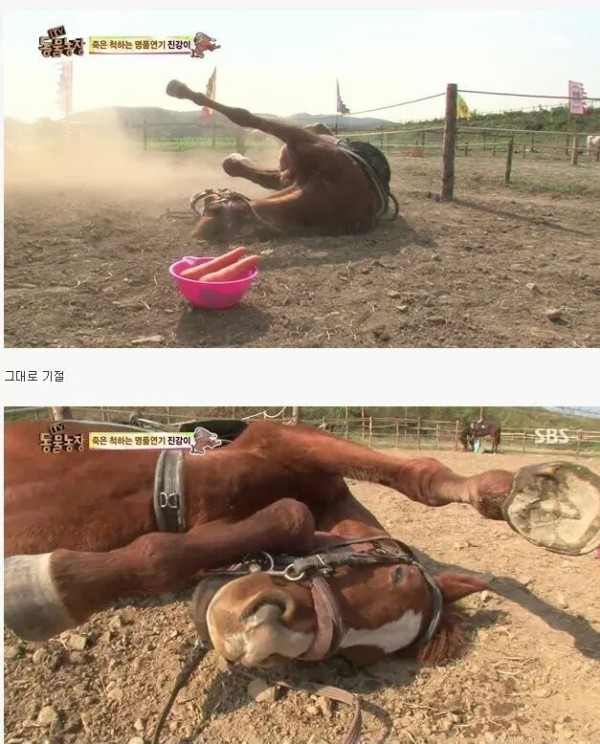 7a56441e1c800ab00679c8f47d66126eba63906f52e4e020bab77622.jpg [펌] 역대급 엄살