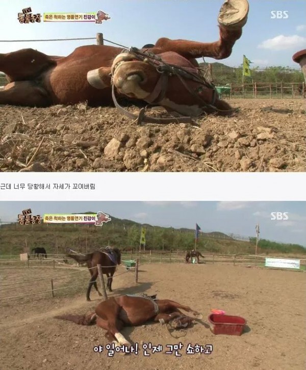 68592d0f47f3df8cdfcb19f1513cd474485a778b7d1b0618dd7a5a6b.jpg [펌] 역대급 엄살