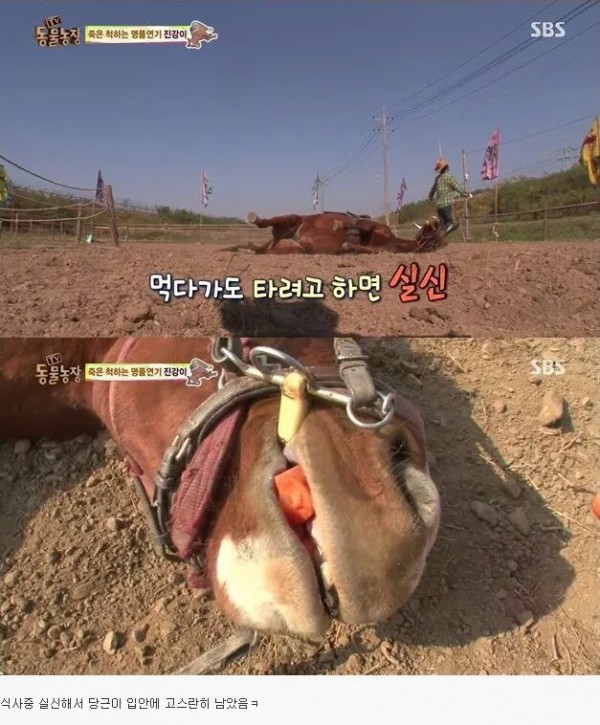 378e7856e1fdc08aaa81820e14d8790e3df0ea70bf38235d0518d5cf.jpg [펌] 역대급 엄살